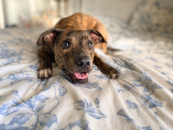 Shelter Stray Female Dog last seen LAFAYETTE, LA, 70501, 410 Dugas Rd, Lafayette, LA 70507, USA