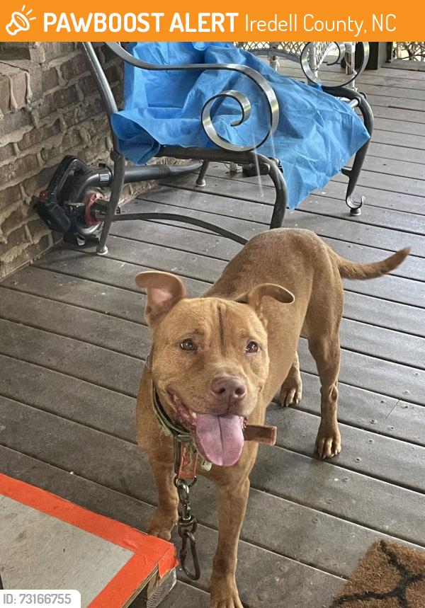 Found/Stray Female Dog last seen Carriage Rd and Eufola, Iredell County, NC 28677