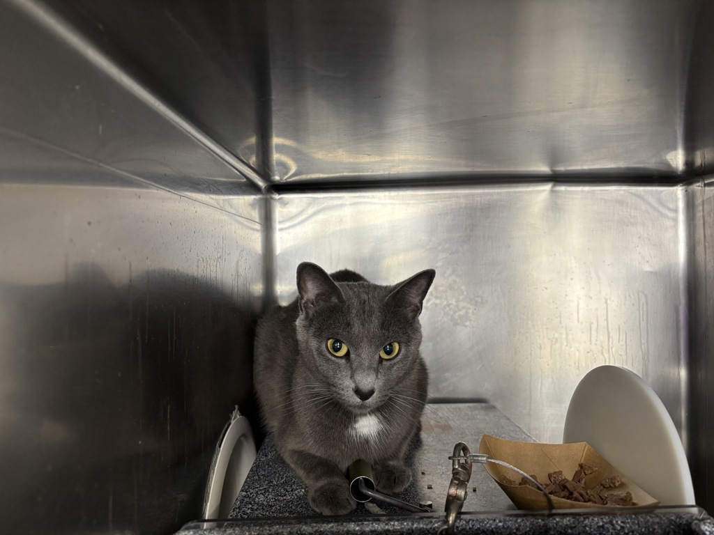 Shelter Stray Female Cat last seen Near Anderson Ave, Bronx, NY 10452, BRONX, NY, 10452, 326 E 110th St, New York, NY 10029, USA
