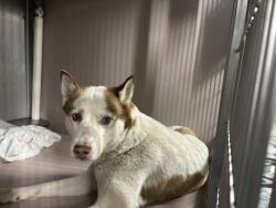 Shelter Stray Female Dog last seen Near E 196 Street, BRONX, NY, 10458, 326 E 110th St, New York, NY 10029, USA