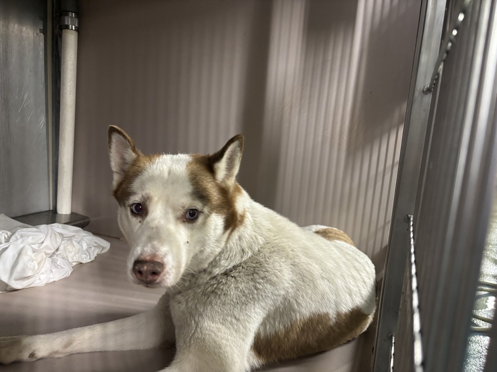 Shelter Stray Female Dog last seen Near E 196 Street, BRONX, NY, 10458, 326 E 110th St, New York, NY 10029, USA