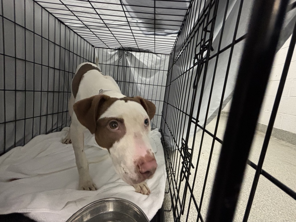 Shelter Stray Female Dog last seen Near Webster Avenue, BRONX, NY, 10456, 326 E 110th St, New York, NY 10029, USA