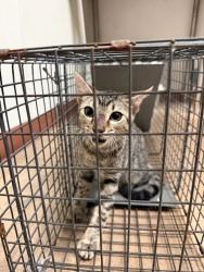 Shelter Stray Unknown Cat last seen Near Fawn Drive, LEANDER, TX, 78641, 7201 Levander Loop bldg a, Austin, TX 78702, USA