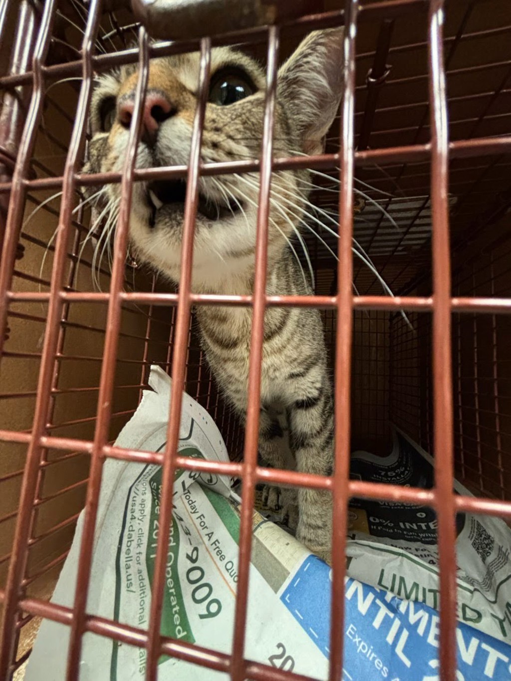 Shelter Stray Female Cat last seen Apt 9,5108 Bob Wire Road, SPICEWOOD, TX, 78669, 7201 Levander Loop bldg a, Austin, TX 78702, USA