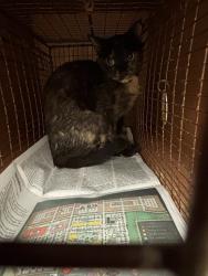 Shelter Stray Unknown Cat last seen Apt 9,5108 Bob Wire Road, SPICEWOOD, TX, 78669, 7201 Levander Loop bldg a, Austin, TX 78702, USA