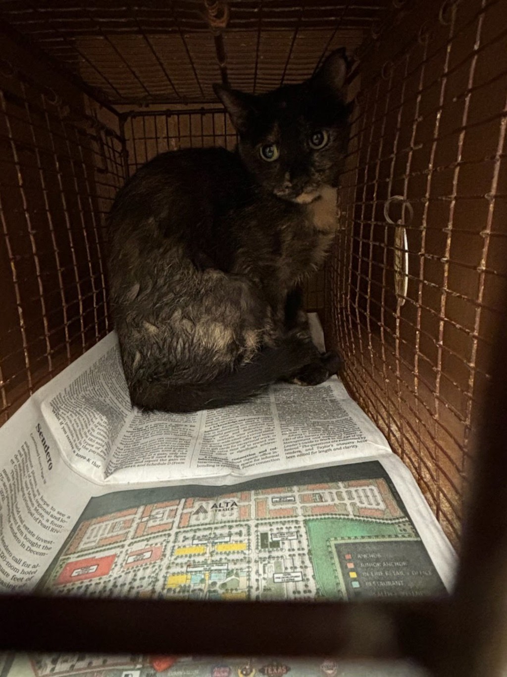 Shelter Stray Female Cat last seen Apt 9,5108 Bob Wire Road, SPICEWOOD, TX, 78669, 7201 Levander Loop bldg a, Austin, TX 78702, USA