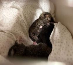 Shelter Stray Unknown Cat last seen Near Fawn Drive, LEANDER, TX, 78641, 7201 Levander Loop bldg a, Austin, TX 78702, USA