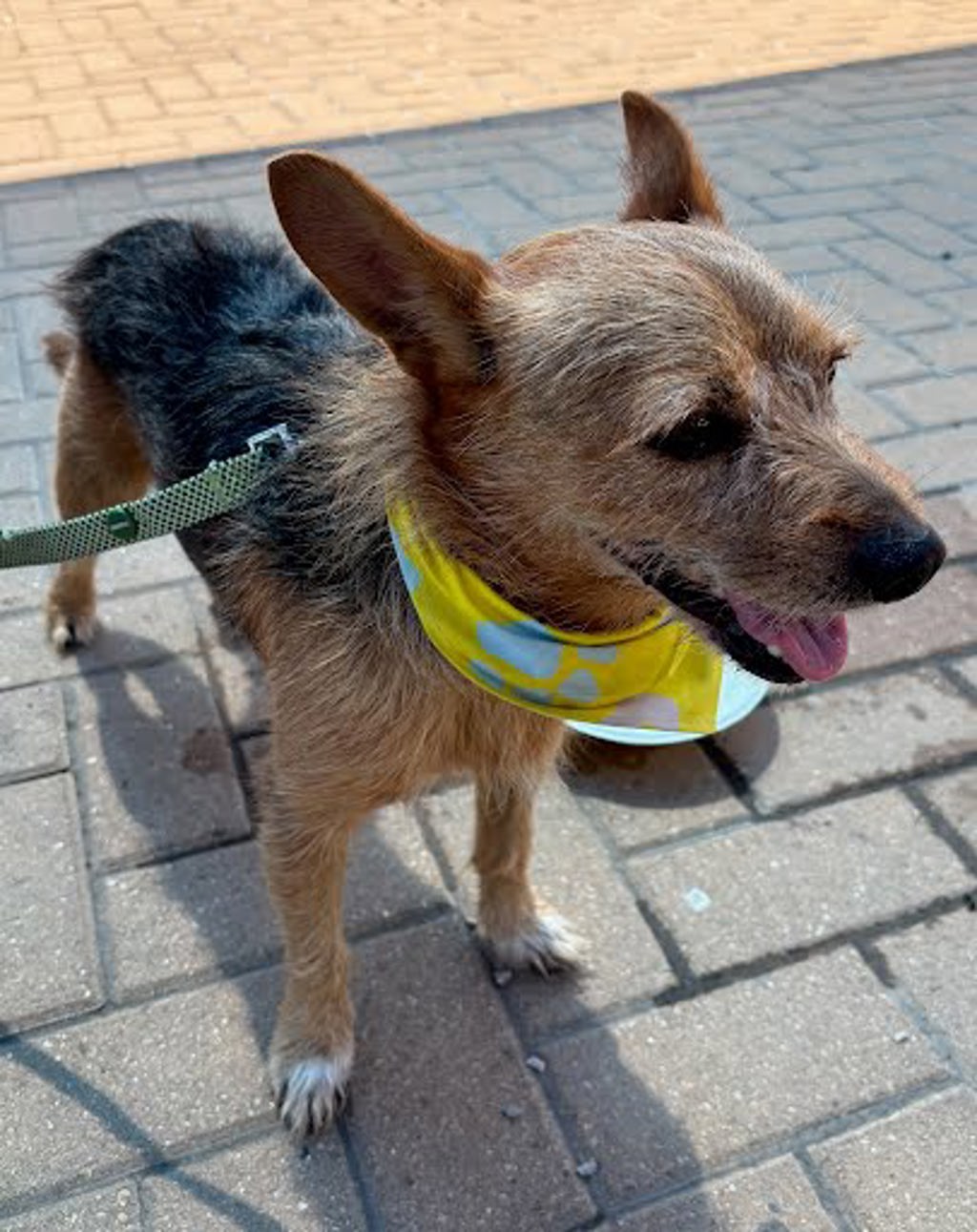 Shelter Stray Unknown Dog last seen Near Peral Retreat Lane, AUSTIN, TX, 78753, 7201 Levander Loop bldg a, Austin, TX 78702, USA