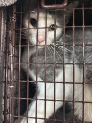 Shelter Stray Unknown Cat last seen Near N Interstate 35 Frontage Road, AUSTIN, TX, 78753, 7201 Levander Loop bldg a, Austin, TX 78702, USA