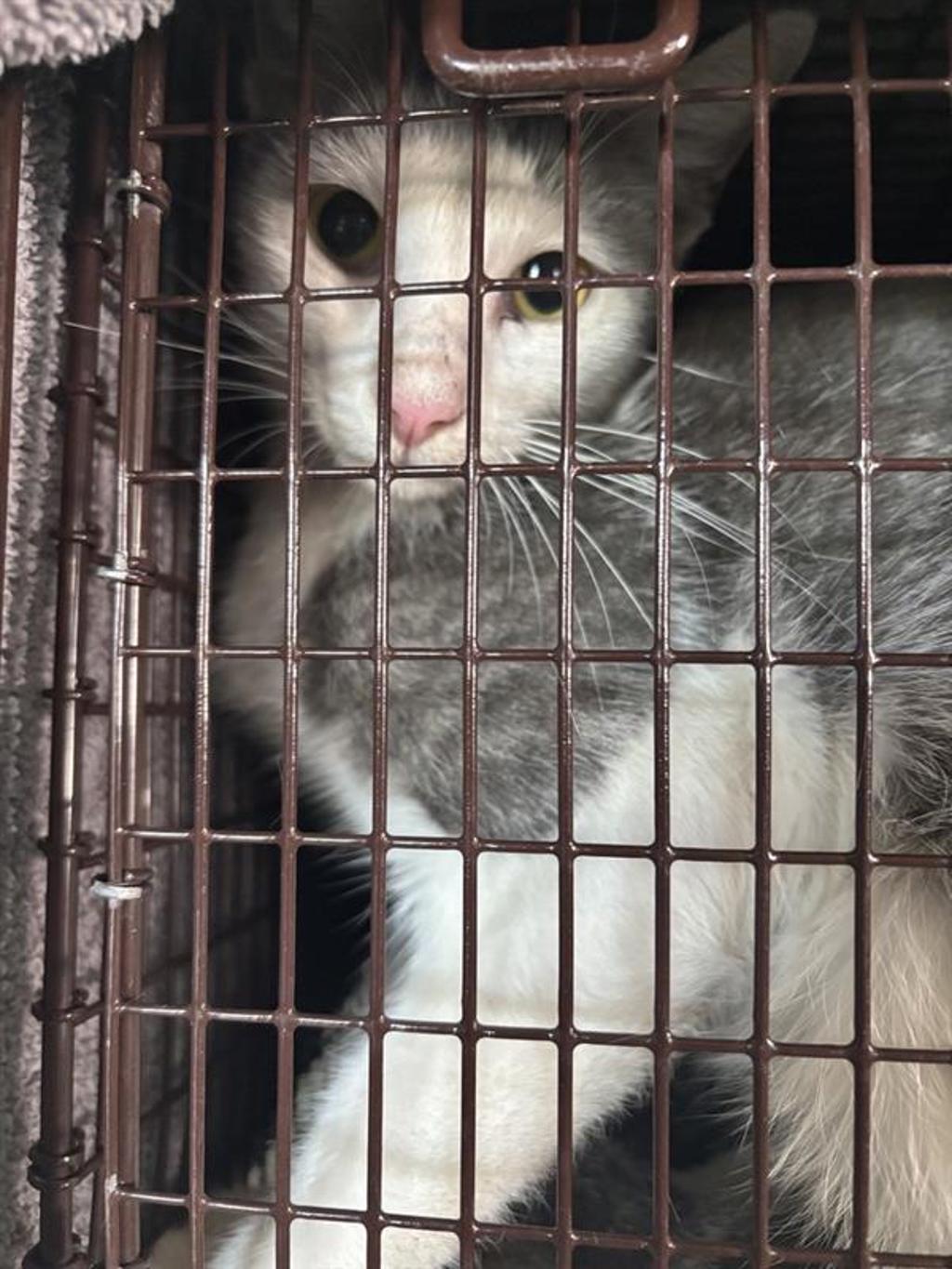 Shelter Stray Female Cat last seen Near N Interstate 35 Frontage Road, AUSTIN, TX, 78753, 7201 Levander Loop bldg a, Austin, TX 78702, USA