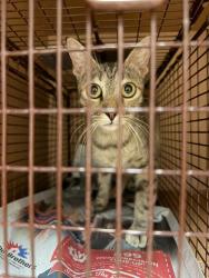 Shelter Stray Unknown Cat last seen Near Esther Drive, AUSTIN, TX, 78752, 7201 Levander Loop bldg a, Austin, TX 78702, USA
