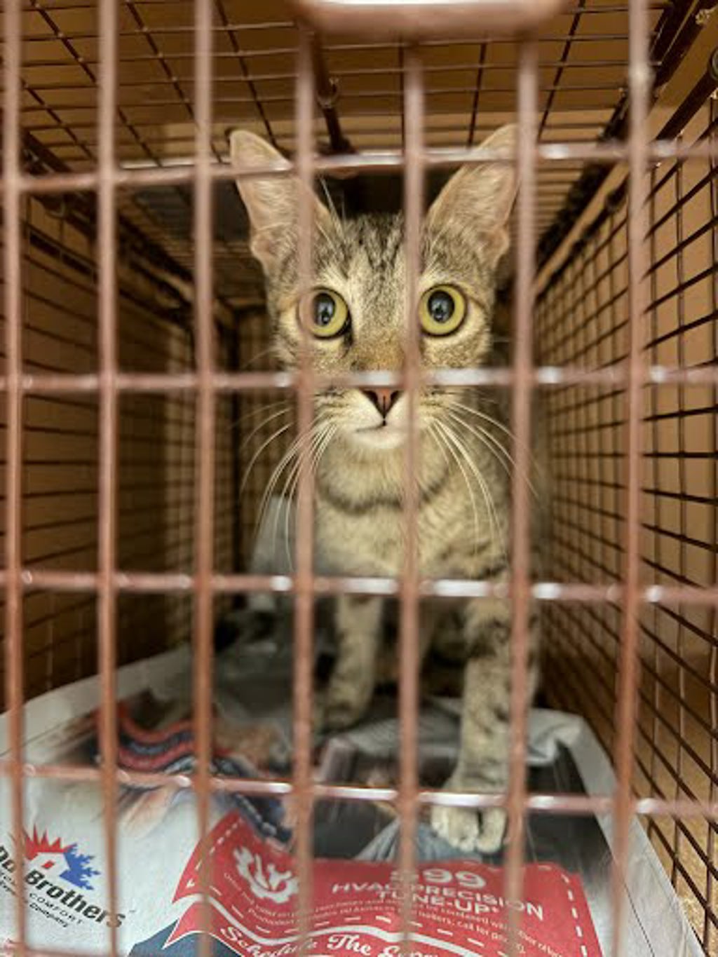 Shelter Stray Female Cat last seen Near Esther Drive, AUSTIN, TX, 78752, 7201 Levander Loop bldg a, Austin, TX 78702, USA