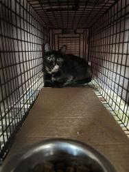 Shelter Stray Unknown Cat last seen Near N Interstate 35 Frontage Road, AUSTIN, TX, 78753, 7201 Levander Loop bldg a, Austin, TX 78702, USA