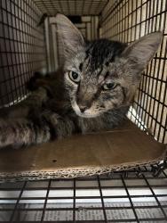 Shelter Stray Unknown Cat last seen Near N Interstate 35 Frontage Road, AUSTIN, TX, 78753, 7201 Levander Loop bldg a, Austin, TX 78702, USA