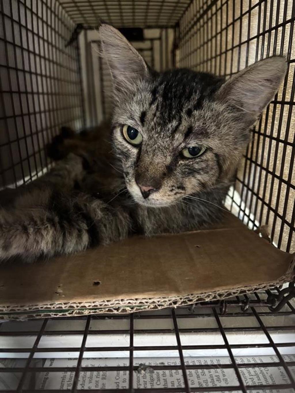 Shelter Stray Male Cat last seen Near N Interstate 35 Frontage Road, AUSTIN, TX, 78753, 7201 Levander Loop bldg a, Austin, TX 78702, USA