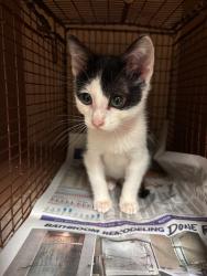 Shelter Stray Unknown Cat last seen Near Burton Drive, AUSTIN, TX, 78741, 7201 Levander Loop bldg a, Austin, TX 78702, USA