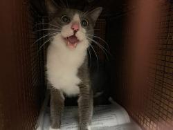 Shelter Stray Unknown Cat last seen Near Topperwein Drive, AUSTIN, TX, 78758, 7201 Levander Loop bldg a, Austin, TX 78702, USA
