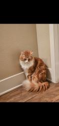 Lost Male Cat last seen West Mountain, Pasadena, CA 91103