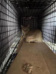 Shelter Stray Unknown Cat last seen Near N Interstate 35 Frontage Road, AUSTIN, TX, 78753, 7201 Levander Loop bldg a, Austin, TX 78702, USA