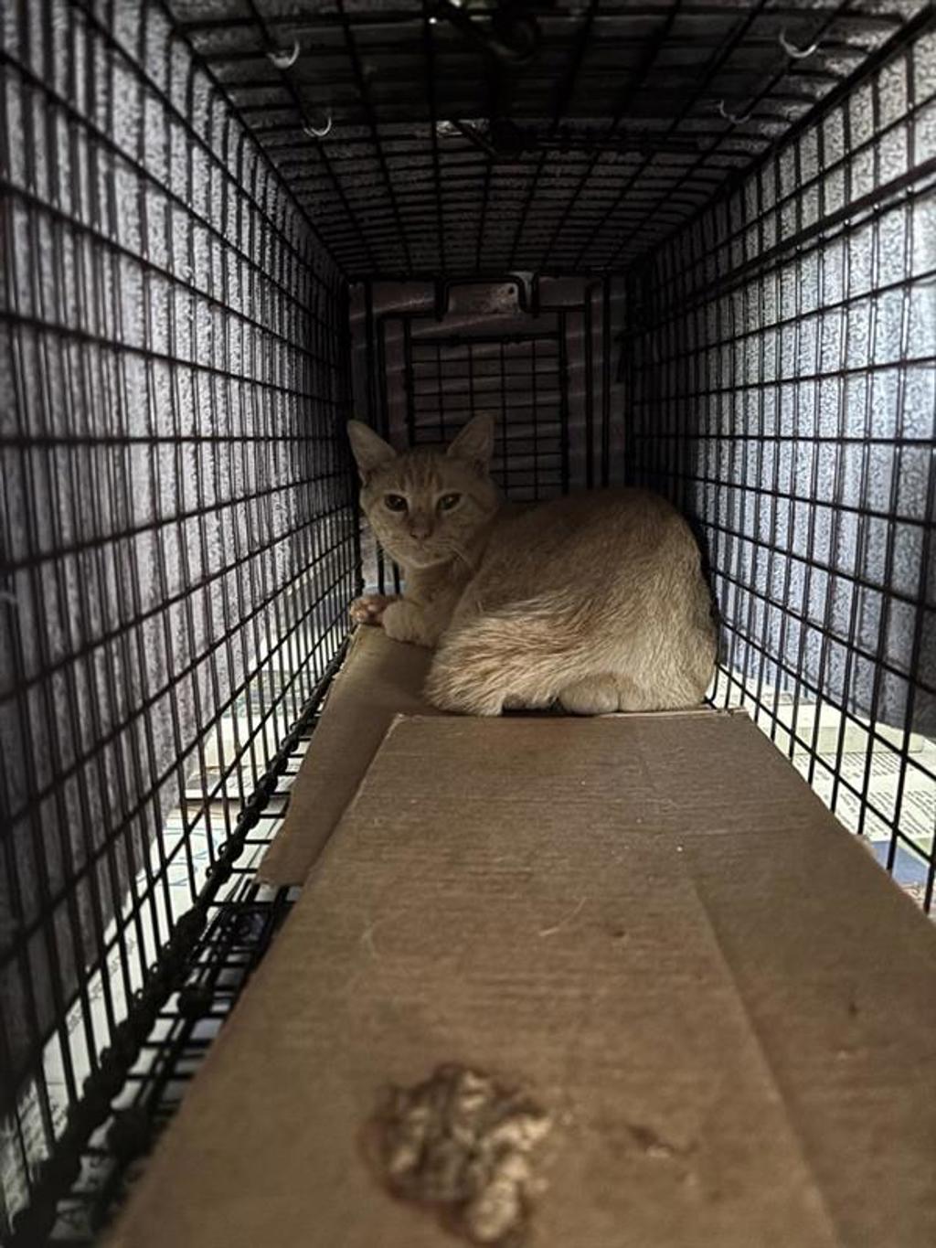Shelter Stray Male Cat last seen Near N Interstate 35 Frontage Road, AUSTIN, TX, 78753, 7201 Levander Loop bldg a, Austin, TX 78702, USA