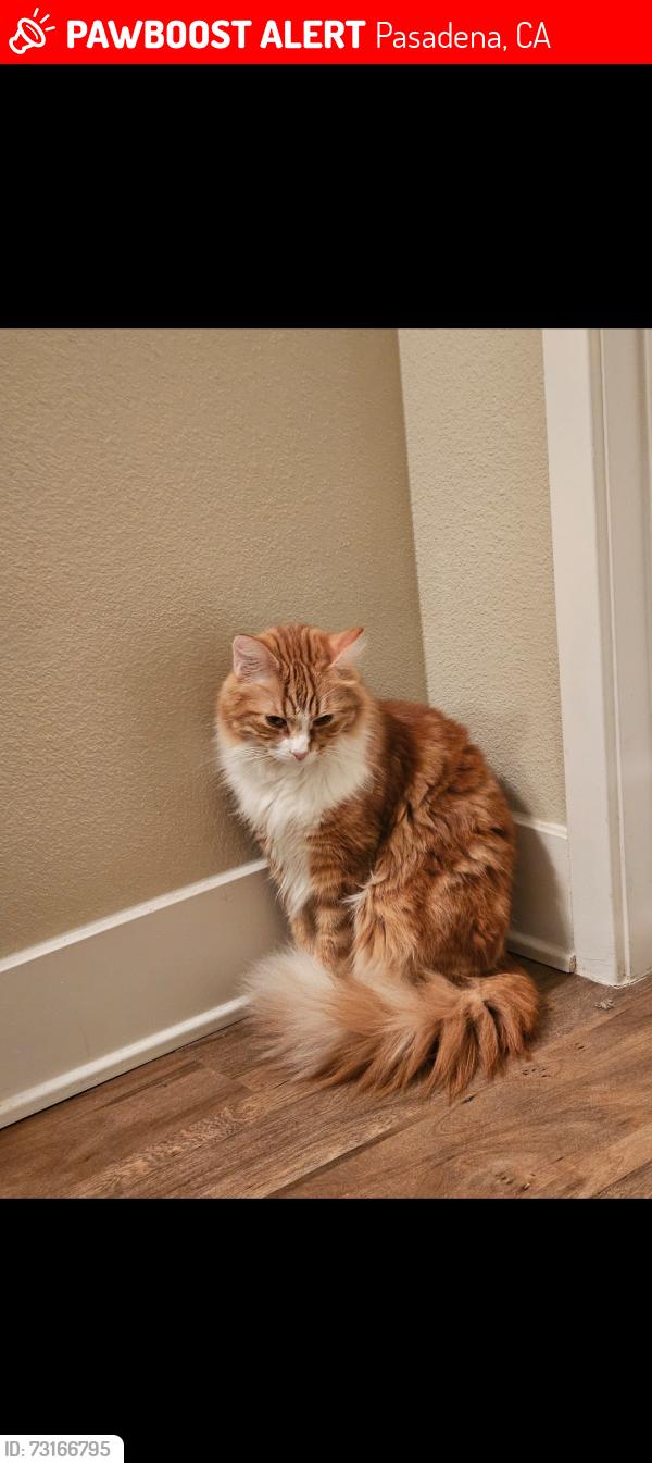 Lost Male Cat last seen West Mountain, Pasadena, CA 91103