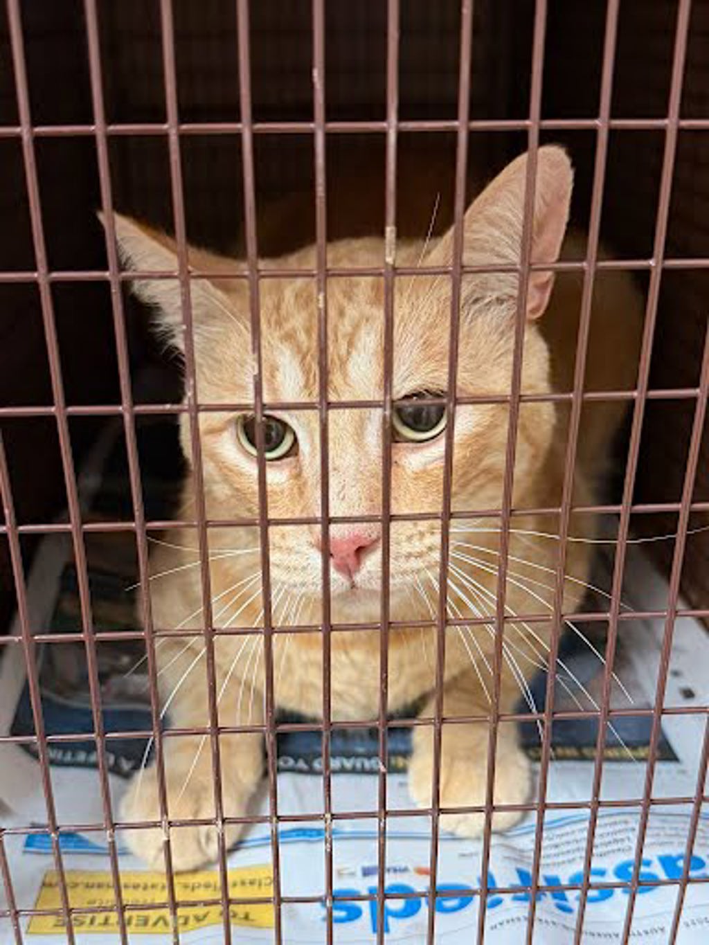 Shelter Stray Male Cat last seen Near Camino La Costa, AUSTIN, TX, 78752, 7201 Levander Loop bldg a, Austin, TX 78702, USA