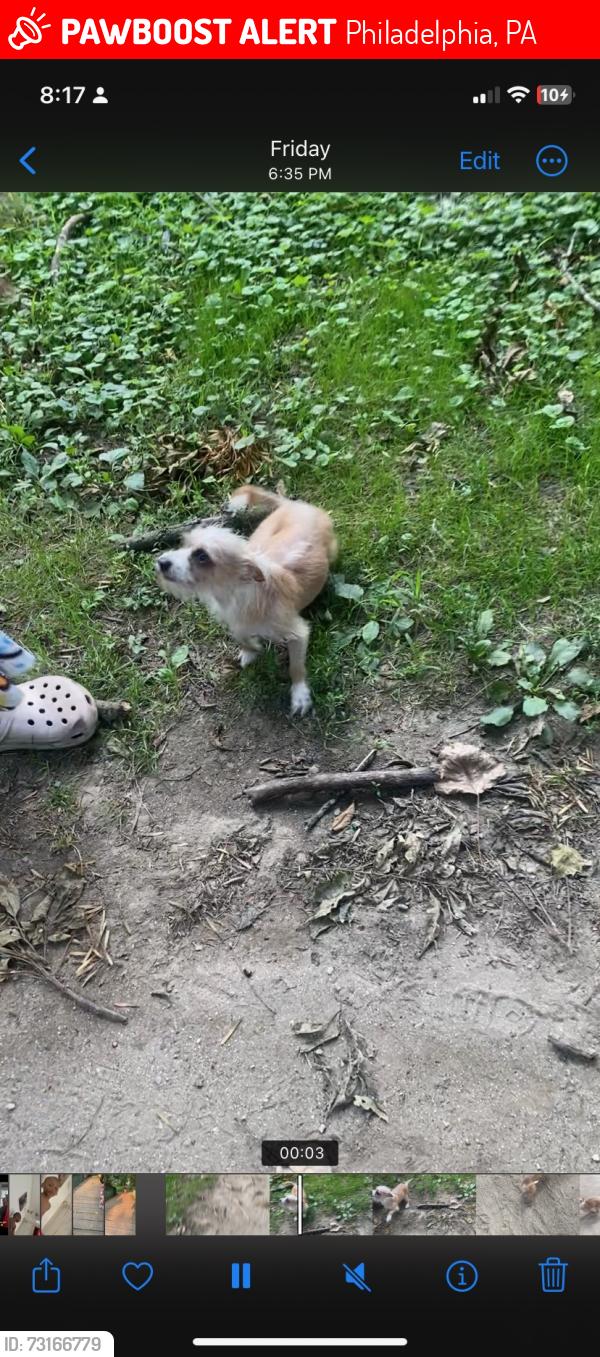 Lost Male Dog last seen 59th cedar ave, Philadelphia, PA 19143