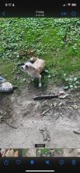 Lost Male Dog last seen 59th cedar ave, Philadelphia, PA 19143
