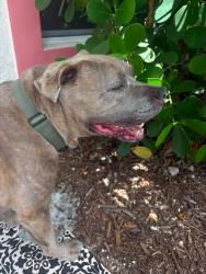 Reunited Male Dog last seen Walmart, Cape Coral, FL 33991