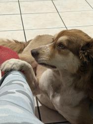 Lost Male Dog last seen Near NE 21 st North Miami Beach Florida 33162, North Miami Beach, FL 33162