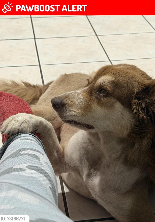 Lost Male Dog last seen Near NE 21 st North Miami Beach Florida 33162, North Miami Beach, FL 33162