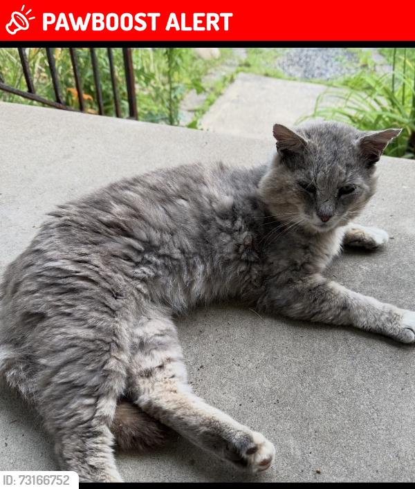Lost Male Cat last seen Fri and evergreen, Warminster Township, PA 18974