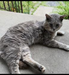 Lost Male Cat last seen Fri and evergreen, Warminster Township, PA 18974