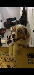 Lost Female Dog last seen Old mountain rd, Statesville, NC 28677