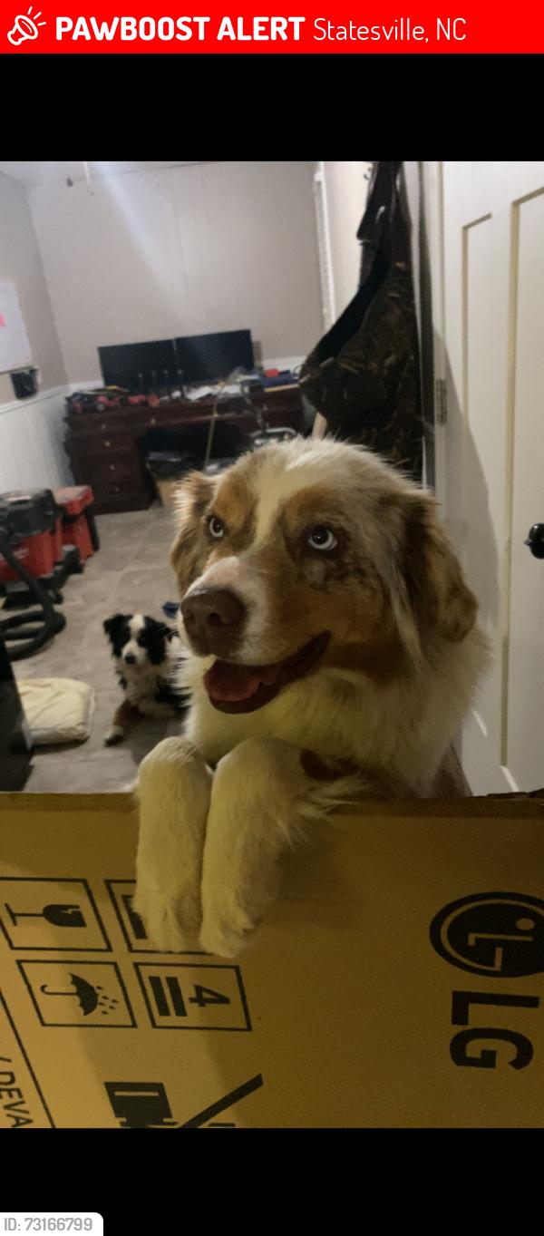 Lost Female Dog last seen Old mountain rd, Statesville, NC 28677