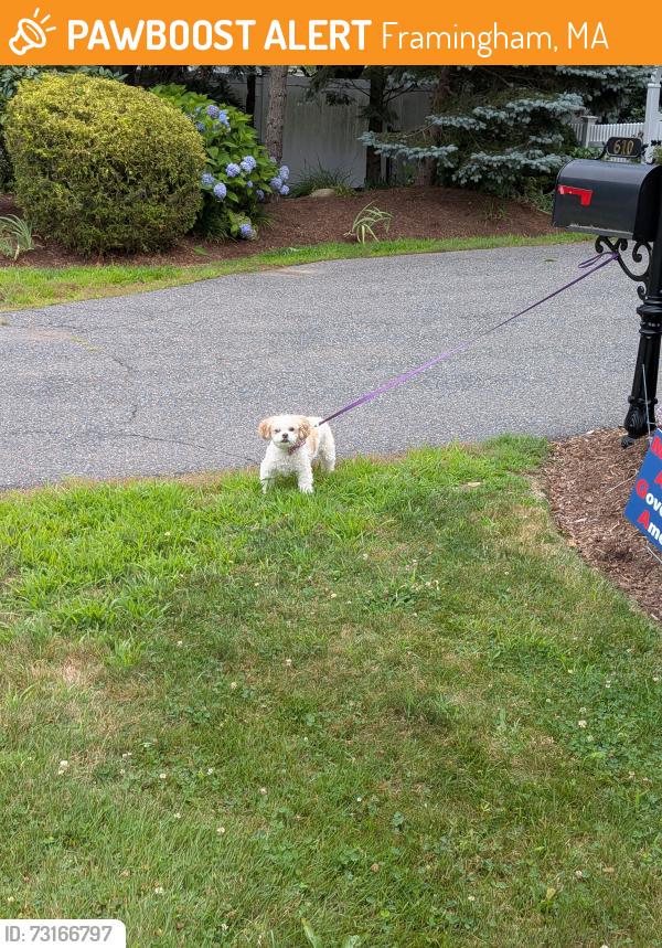 Found/Stray Unknown Dog last seen Tied to mailbox at 610 Dr Harvey Cushing Way, Framingham, MA 01702
