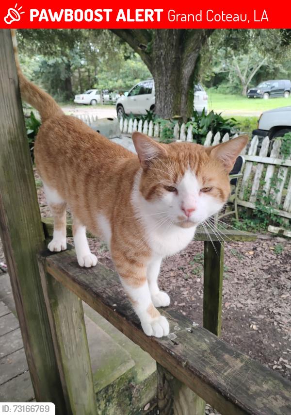Lost Male Cat last seen Jack Fox Rd. We live near coulee bridge, Grand Coteau, LA 70541