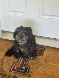 Found/Stray Male Dog last seen Regional Park Dr, Houston, TX 77060