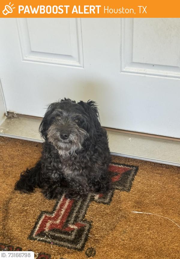 Found/Stray Male Dog last seen Regional Park Dr, Houston, TX 77060