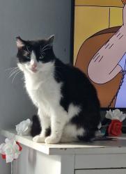 Lost Female Cat last seen Bradford Road/ Cross Bank, West Yorkshire, England 