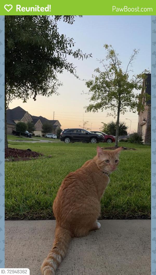 Reunited Male Cat last seen Lakehead Ln, Richmond, TX 77407
