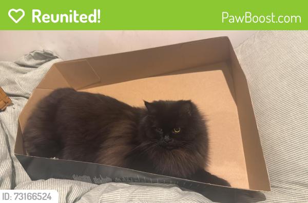 Reunited Male Cat last seen Old chap ST, Edgeley, England SK3 9LP