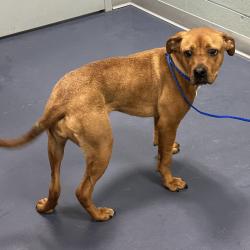 Shelter Stray Female Dog last seen , 980 Guilford College Rd, Greensboro, NC 27409, USA