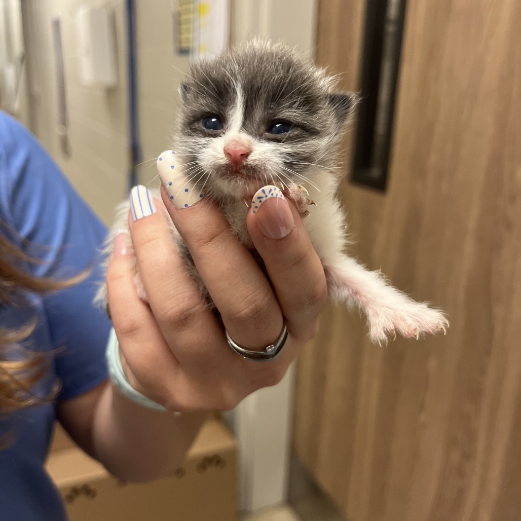 Shelter Stray Female Cat last seen , 54687 Co Rd 19, Bristol, IN 46507, USA