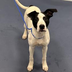 Shelter Stray Female Dog last seen , 980 Guilford College Rd, Greensboro, NC 27409, USA