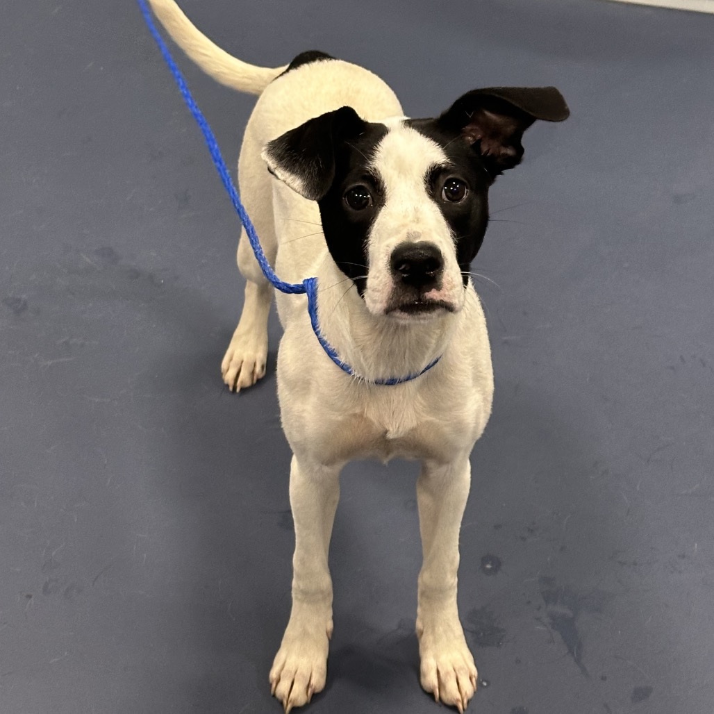Shelter Stray Female Dog last seen , 980 Guilford College Rd, Greensboro, NC 27409, USA