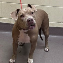 Shelter Stray Female Dog last seen , 3428 S Jenkins Ave, Norman, OK 73072, USA