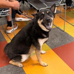 Shelter Stray Female Dog last seen , Animal Care & Control Team of Philly, 111 W Hunting Park Ave, Philadelphia, PA 19140, USA