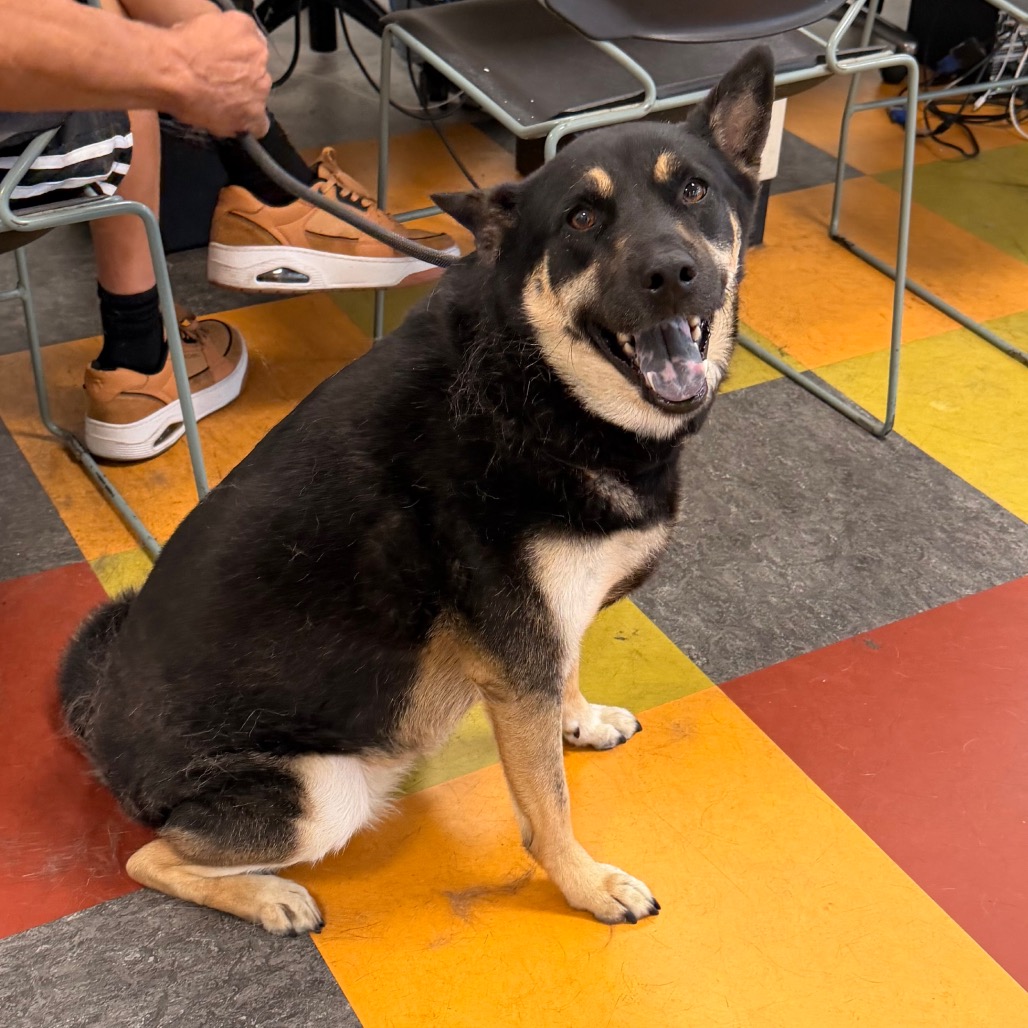 Shelter Stray Female Dog last seen , Animal Care & Control Team of Philly, 111 W Hunting Park Ave, Philadelphia, PA 19140, USA