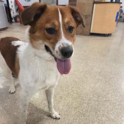 Shelter Stray Male Dog last seen , 2350 Appling City Cove, Memphis, TN 38133, USA